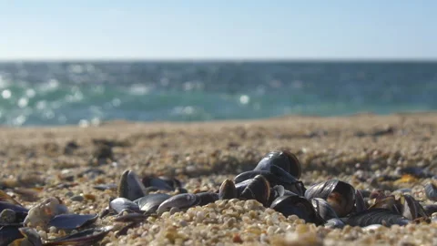 Seashells lying on a sandy beach in summer. Shallow depth of field Stock Footage 273657515