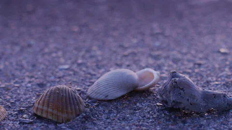 Seashells- Medium Stock Footage 64658189