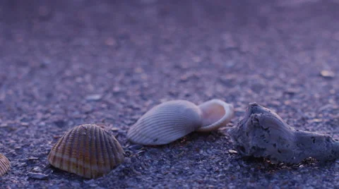 Seashells- Medium Stock Footage 64659486