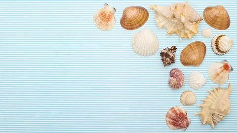 Seashells moving on right side - Stop motion Stock Footage 128595372