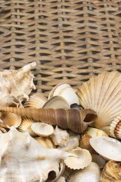 Seashells n the lower side of wicker baket. Vertically. Stock Photos