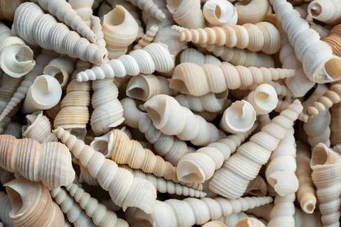 Seashells Natural Background, Aqua sea concept. Flat lay, top view pattern. Stock Photos