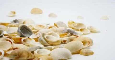 Seashells from the ocean isolated in white being dropped Stock Footage 218081062