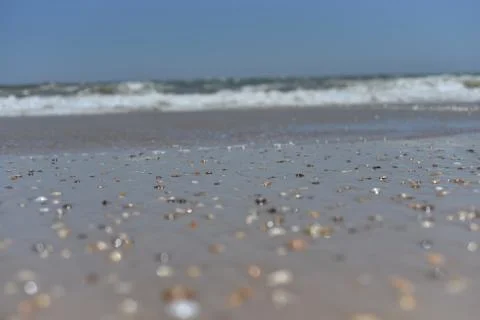 Seashells on the ocean, selective focus, sunset, background Stock Photos