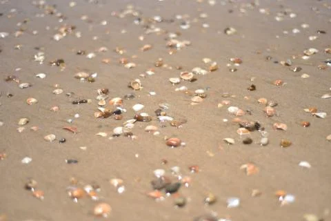 Seashells on the ocean, selective focus, sunset, background Stock Photos