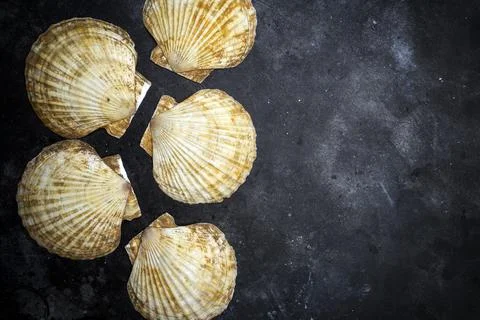 Seashells ocean shell on a dark background. The texture of seashells ocean shell Stock Photos
