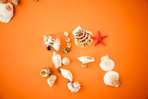 Seashells on orange background Stock Photos