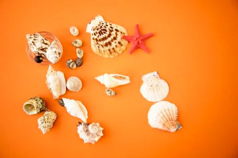 Seashells on orange background Stock Photos