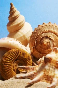 Seashells over blue sky. Stock Photos