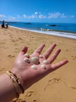 Seashells in the Palm Stock Photos
