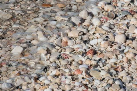 Seashells partly covered by a wave at the beach. Stock Photos