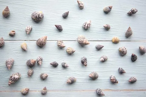 Seashells pattern on blue wooden background Stock Photos