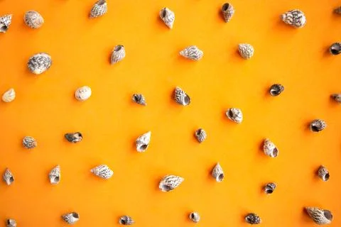 Seashells pattern on bright orange background, summer vacation concept Stock Photos