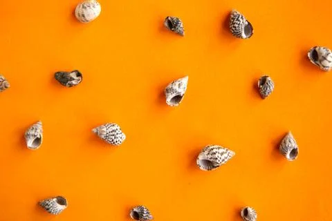 Seashells pattern on bright orange background, summer vacation concept 스톡 사진