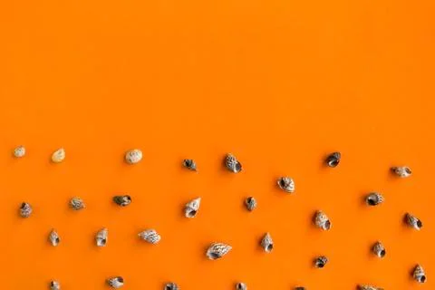 Seashells pattern on bright orange background, summer vacation concept Stock Photos