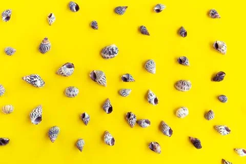Seashells pattern on bright yellow background, summer vacation concept Stock Photos