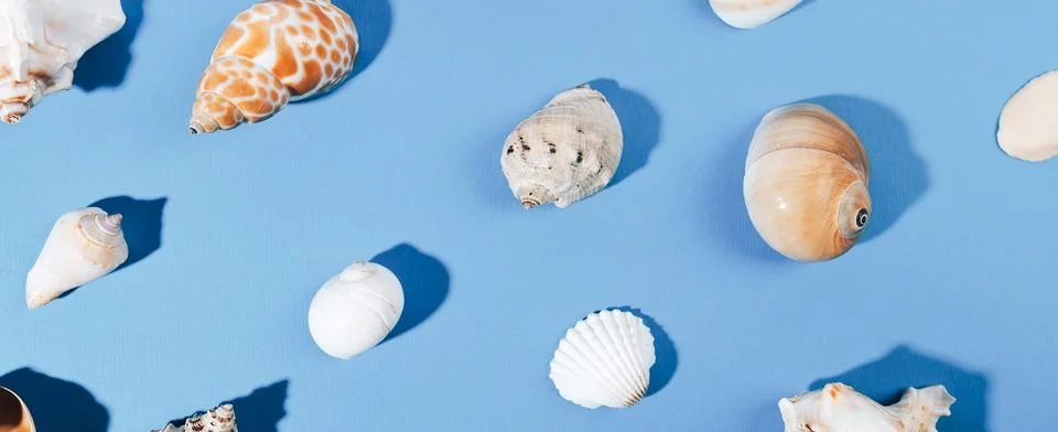 Seashells pattern on a orange background. Stock Photos