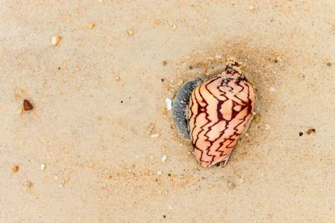 Seashells with a pattern on the sand Stock Photos
