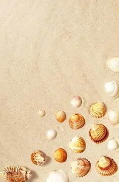 Seashells pattern on the sandy beach. Summer background. Stock Photos