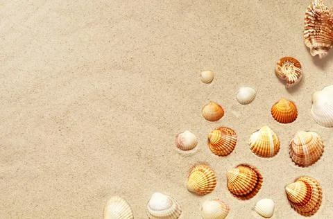 Seashells pattern on the sandy beach. Summer background. Stock Photos