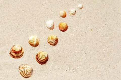 Seashells pattern on the sandy beach. Summer background. Stock Photos