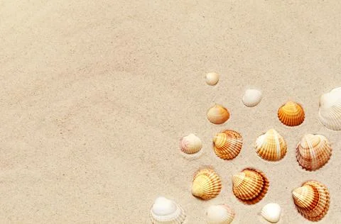 Seashells pattern on the sandy beach. Summer background. Stock Photos