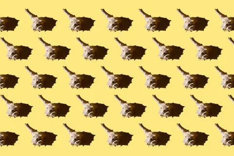 Seashells pattern on a yellow background. Summer vacation concept. Sea shells Stock Photos