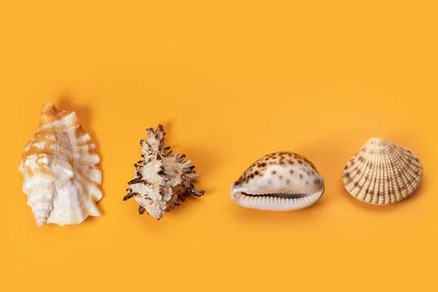 Seashells pattern on a yellow background. Summer vacation concept. Sea shel.. Stockfoto's