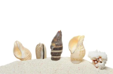 Seashells Stock Photos