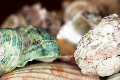 Seashells Stock Photos