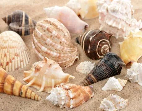 Seashells Photos