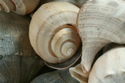 Seashells Stock Photos
