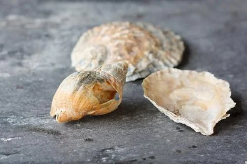 Seashells Stock Photos