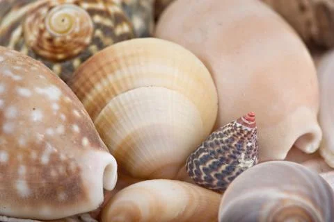 Seashells Stock Photos