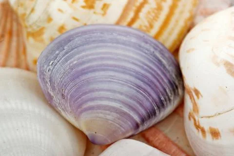 Seashells Stock Photos