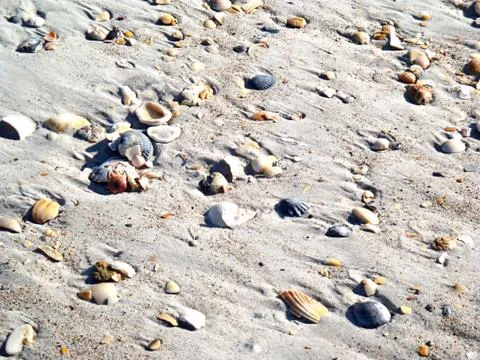 Seashells Fotos de archivo