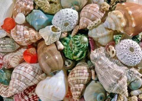 Seashells Stock Photos