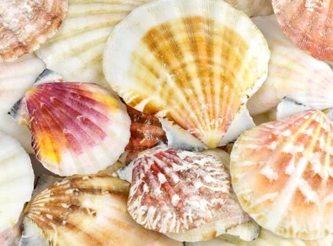 Seashells Stock Photos