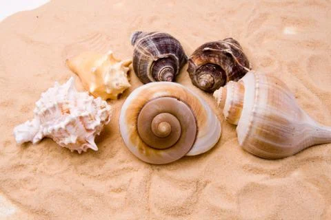 Seashells Foto stock