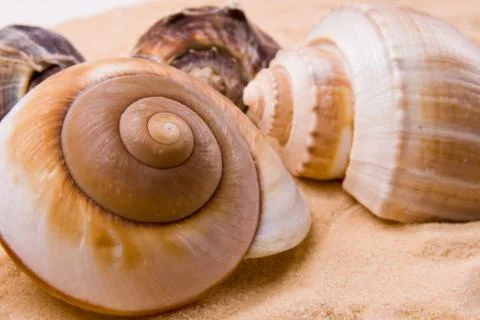 Seashells Foto stock