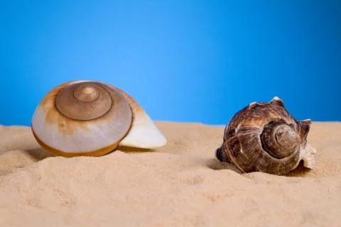 Seashells Foto stock