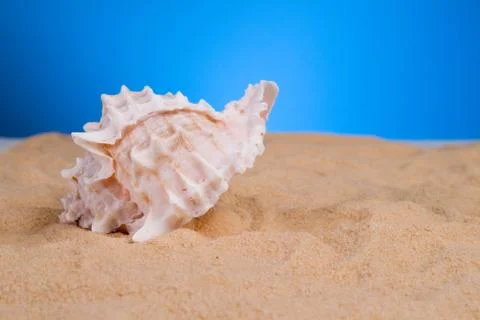 Seashells 写真素材