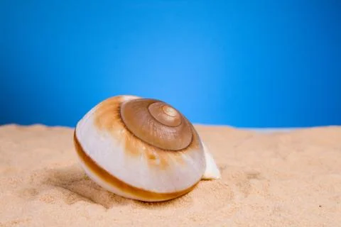 Seashells Foto stock