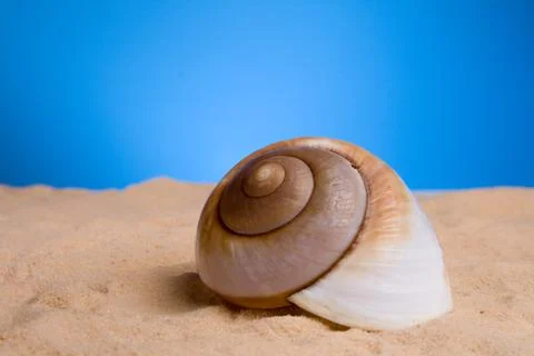 Seashells Foto stock