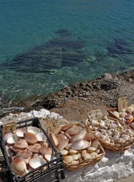 Seashells Stock Photos