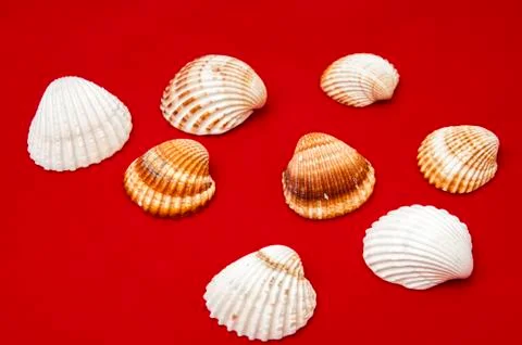 Seashells Stock Photos