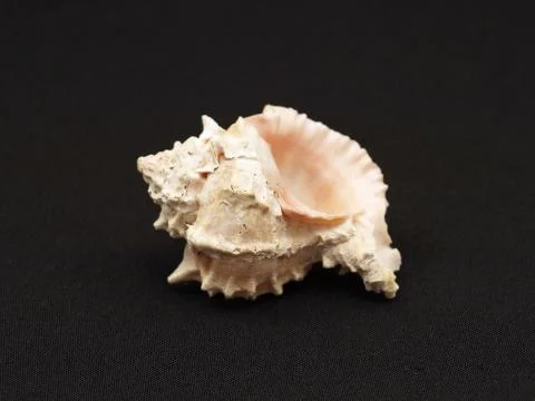 Seashells. Stock Photos