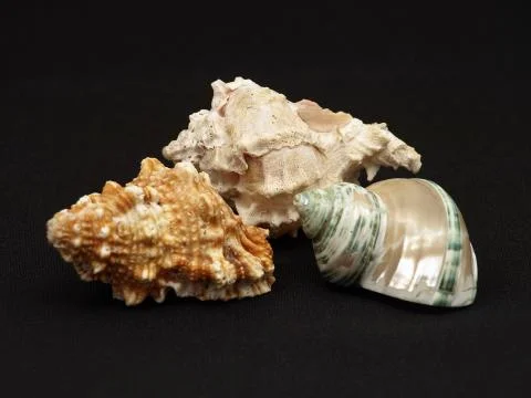 Seashells. Stock Photos