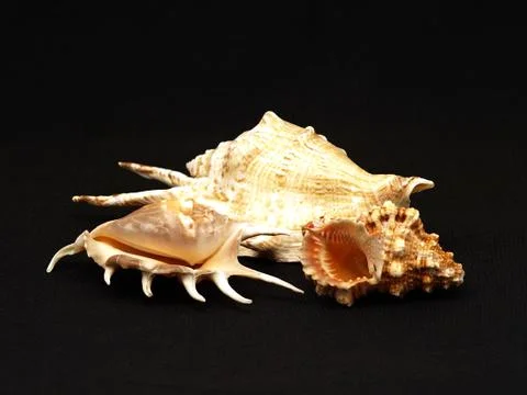 Seashells. Stock Photos