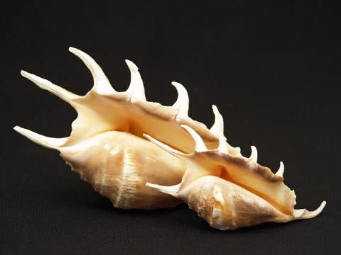 Seashells. Stock Photos